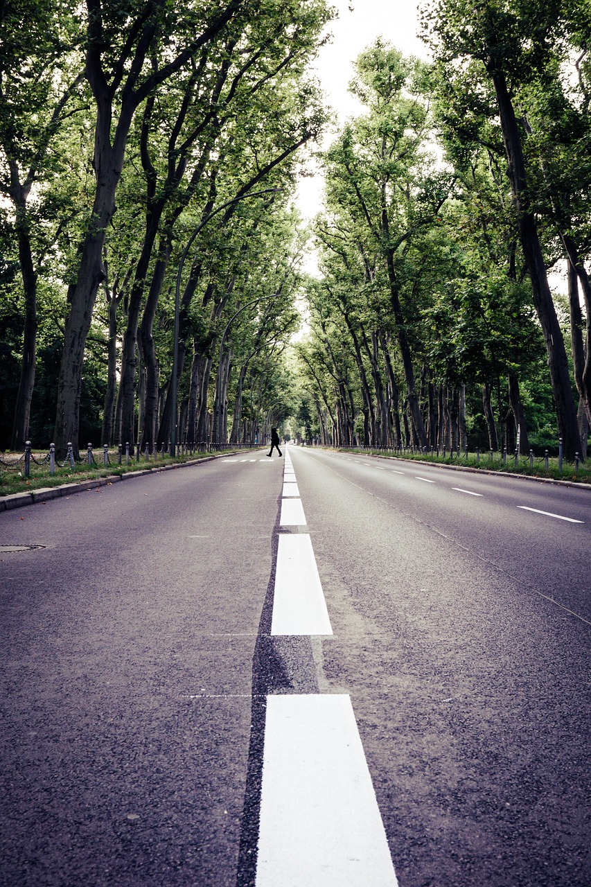 avenue, road, trees, nature, street, pavement, asphalt, landscape